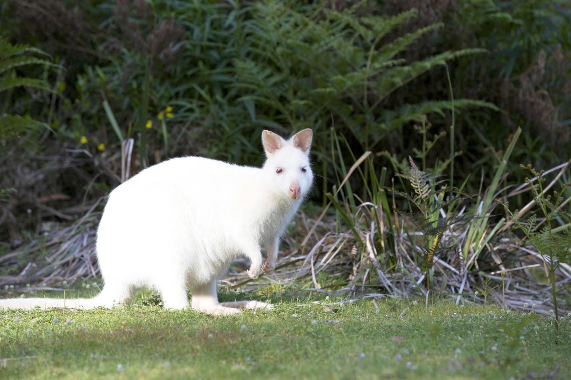 Bruny Island Lodge South Bruny Eksteriør billede